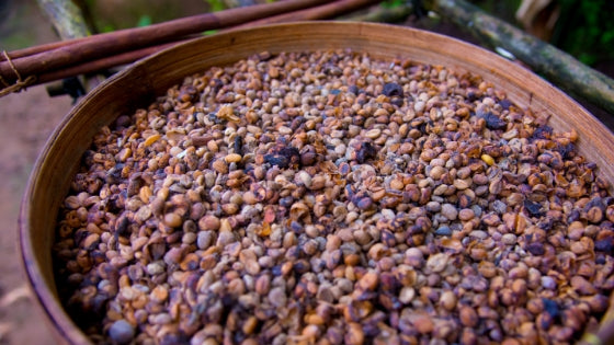 History of coffee and how it spread around the world