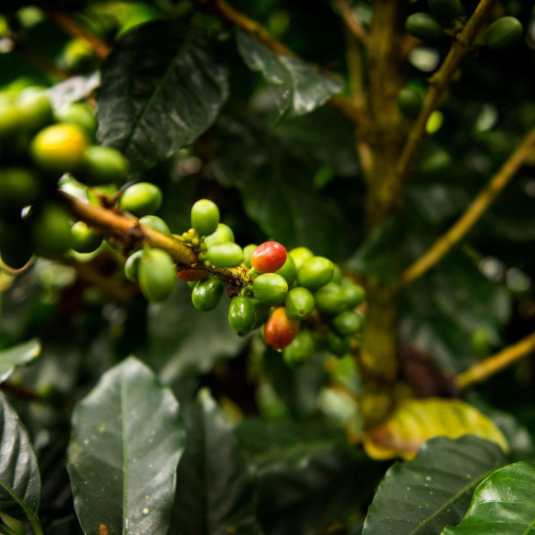 What is Cascara and How Do We Prepare it?