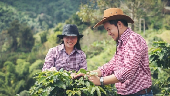 the science behind the coffee plant