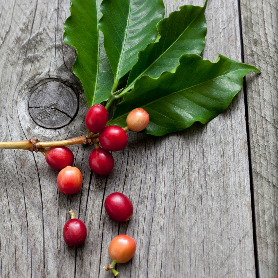 Coffea Canephora what is it